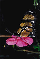 : Methoma themisto; Butterfly Of Manaca