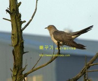 뻐꾸기 Common Cuckoo