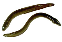 Anguilla australis australis, Shortfin eel: fisheries, aquaculture, gamefish