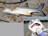 Eleutheronema tetradactylum, Fourfinger threadfin: fisheries, aquaculture