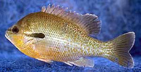 Lepomis auritus, Redbreast sunfish: gamefish, aquarium