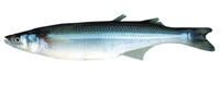 Odontesthes bonariensis, Pejerrey: fisheries, aquaculture, gamefish
