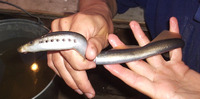 Caspiomyzon wagneri, Caspian lamprey: fisheries, aquaculture