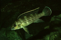 Neolamprologus tetracanthus, Fourspine cichlid: aquarium