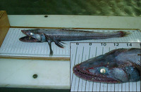 Bathysaurus ferox, Deepsea lizardfish: