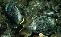 Chaetodon daedalma, Wrought iron butterflyfish: aquarium