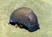 Bielzia coerulans