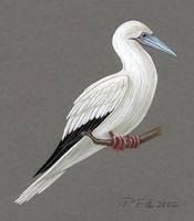 Image of: sula sula (red-footed booby)