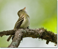 Acadian Flycatcher - Empidonax virescens