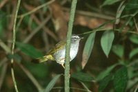 White-rimmed Warbler - Basileuterus leucoblepharus