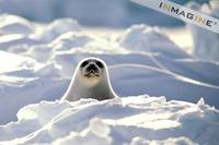 Harp Seal (Phoca groenlandicus) photo