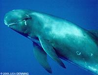 Pygmy Killer Whale - Feresa attenuata