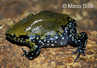 : Dermatonotus muelleri; Muller's Termite Frog