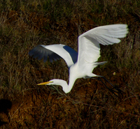 : Casmerodius albus; Great American Egret