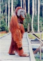: Pongo pygmaeus; Orangutan