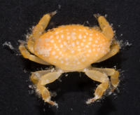 : Neoliomera sp. 2