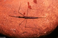 : Ranatra fusca; Brown Water Scorpion