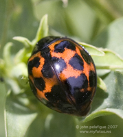 : Rhodolia cardinalis; Vedalia Beetle