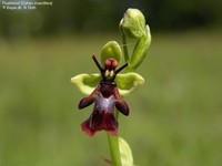 Flueblomst (Ophrys insectifera) Foto/billede af