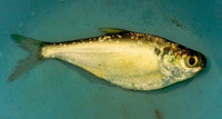 Dorosoma cepedianum, American gizzard shad: fisheries, gamefish, bait