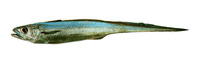 Macruronus novaezelandiae, Blue grenadier: fisheries