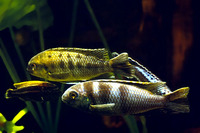 Pseudotropheus microstoma, : aquarium