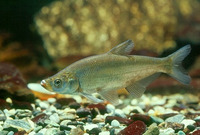 Chanodichthys erythropterus, Predatory carp: fisheries, aquaculture