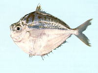 Secutor ruconius, Deep pugnose ponyfish: fisheries
