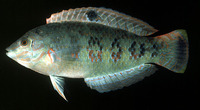 Halichoeres timorensis, Timor wrasse: aquarium