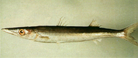 Sphyraena japonica, Japanese barracuda: fisheries