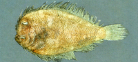 Engyprosopon maldivensis, Olive wide-eyed flounder: