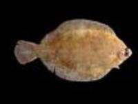 Nematops grandisquama, Large-scale righteye flounder: