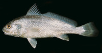 Johnius carouna, Caroun croaker: fisheries