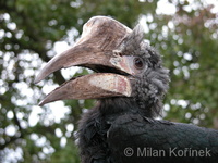 Bycanistes brevis - Silvery-cheeked Hornbill