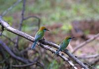Image of: Merops orientalis (green bee-eater)
