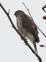 Sharp-shinned Hawk - Accipiter striatus