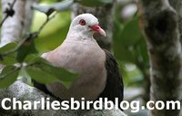Pink Pigeon - Nesoenas mayeri
