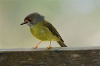 Pale-yellow Robin - Tregellasia capito