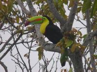 Keel-billed Toucan calling in the morning.