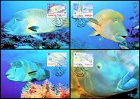 Samoa Humphead Wrasse Set of 4 official Maxicards