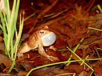 : Bufo americanus; American Toad - Calling Male