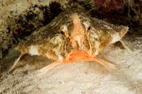 : Ogcocephalus nasutus; Shortnose Batfish