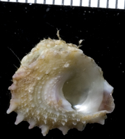 : Astralium confragosum