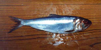 Alosa alosa, Allis shad: fisheries, gamefish