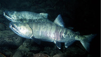 Oncorhynchus keta, Chum salmon: fisheries, aquaculture, gamefish, aquarium