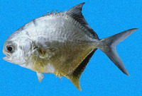 Trachinotus kennedyi, Blackblotch pompano: fisheries, gamefish