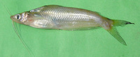 Neotropius atherinoides, Indian potasi: fisheries, aquarium