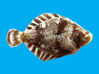Verasper moseri, Barfin flounder: fisheries