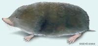 Image of: Anourosorex squamipes (mole shrew)