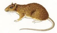 Image of: Hoplomys gymnurus (armored rat)